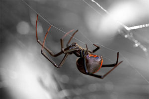 A Black Widow Spider hangs from a web outside a house in Roseville, California.