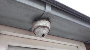 Wasp nest attached to side of house in Roseville, California